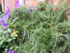 Rosemary: also widely available in my front garden
