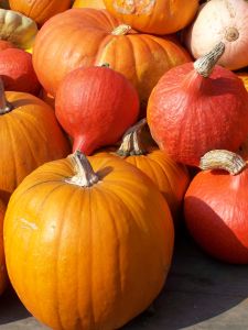 thanksgiving-pumpkins