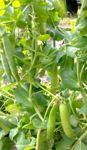 My pea pods have been producing all summer